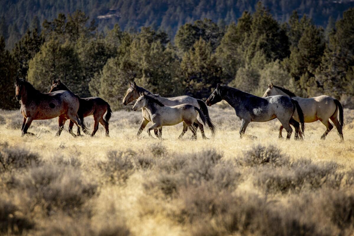Wild horses roam in Modoc National Forest near the city of Alturas in Northern California. The plan to reduce the horse population has been controversial.