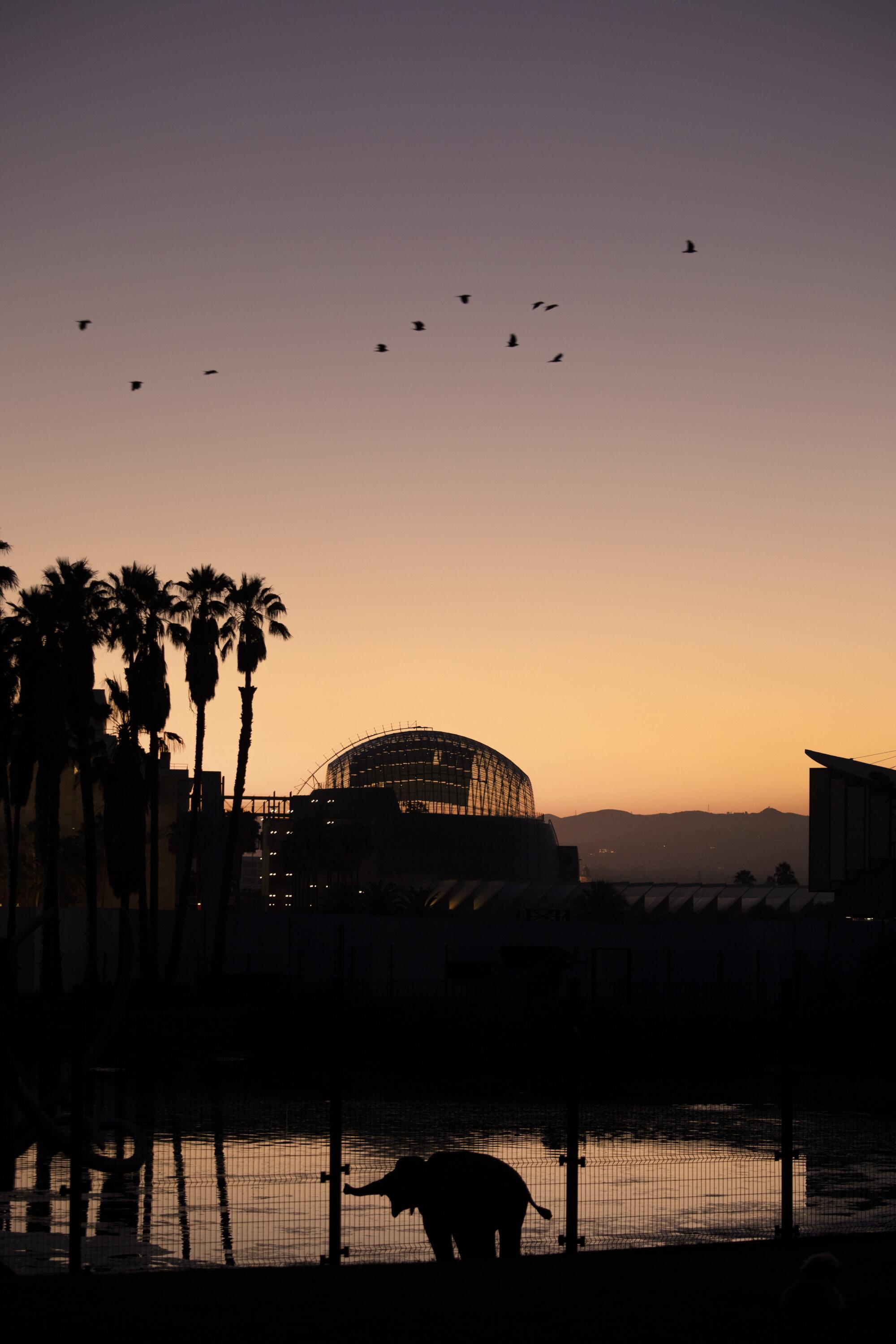 The Academy Museum of Motion Pictures, as seen at sunset from the neighboring La Brea tar pits