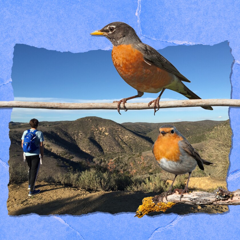 A photo illustration shows two birds on branches in closeup with a person on a hike in the background.
