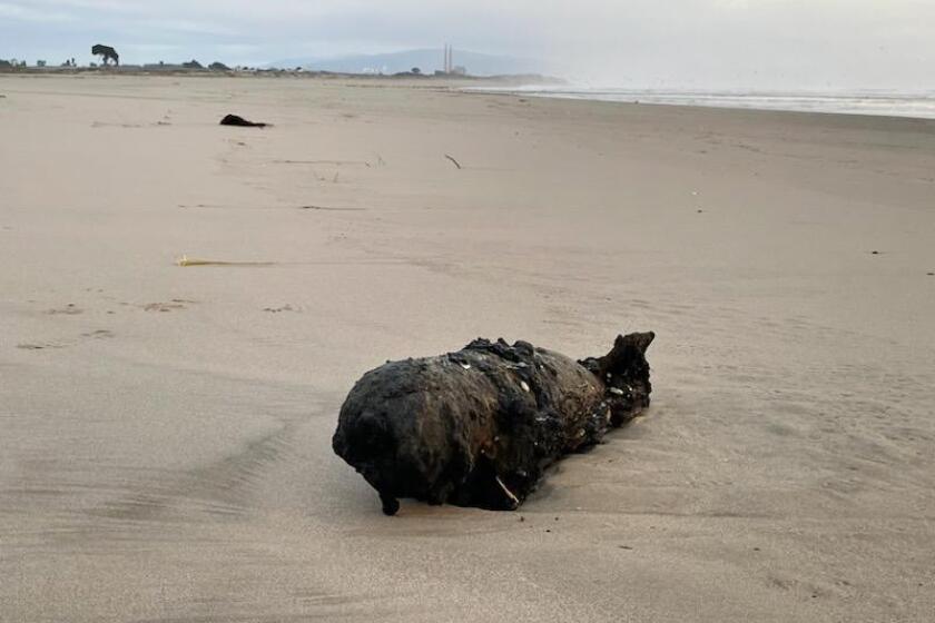 Santa Cruz, California-Recent storms hitting the area caused strong waves to wash up a bomb on the shore of a Santa Cruz County beach on New Year's Eve, according to the Santa Cruz County Sheriff's Office. The Santa Cruz County Sheriff's bomb team responded to a call at Pajaro Dunes around 2 p.m., 22 miles away from Santa Cruz. (Courtesy Santa Cruz County Sherrif's)