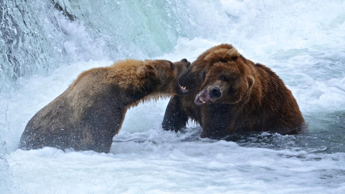 When July comes to Katmai National Park in Alaska, bears take to the Brooks River, where they grab salmon from the falls and occasionally spar with each other.