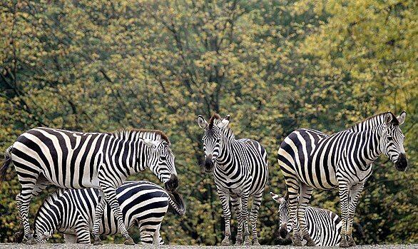 Real zebras