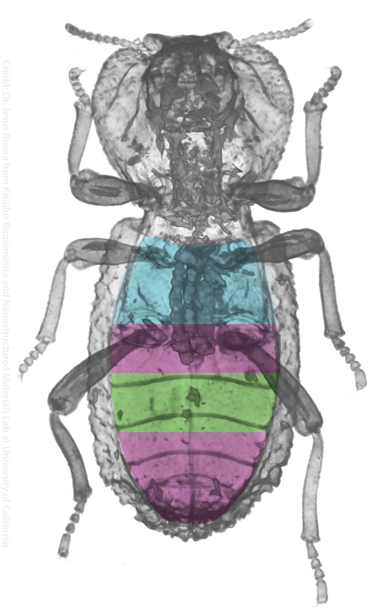 The diabolical ironclad beetle.