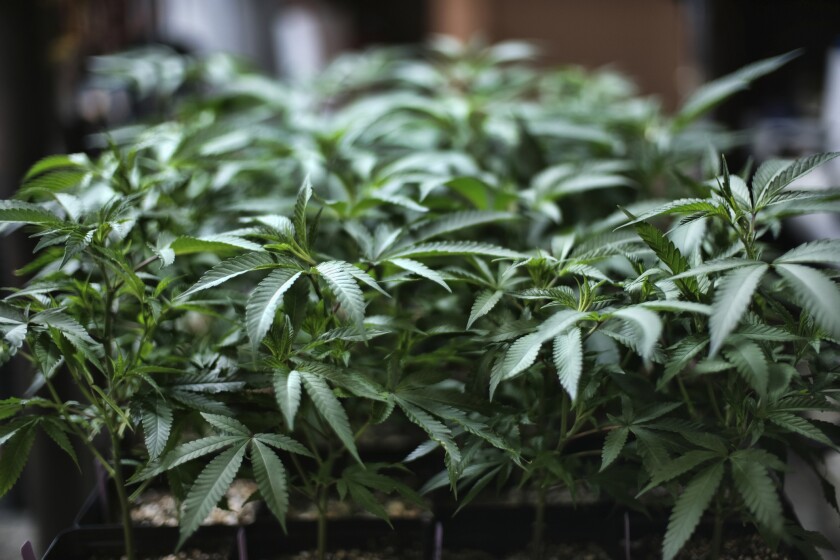 Marijuana grows at an indoor cannabis farm in Gardena, Calif. 