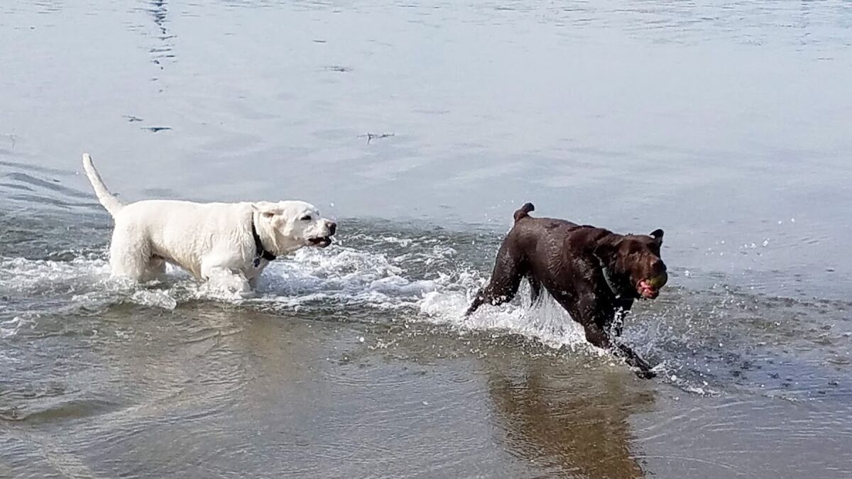 Maya and Kiva, Labrador retrievers owned by Linda Briggs, enjoy splashing in the ocean on a hot day.