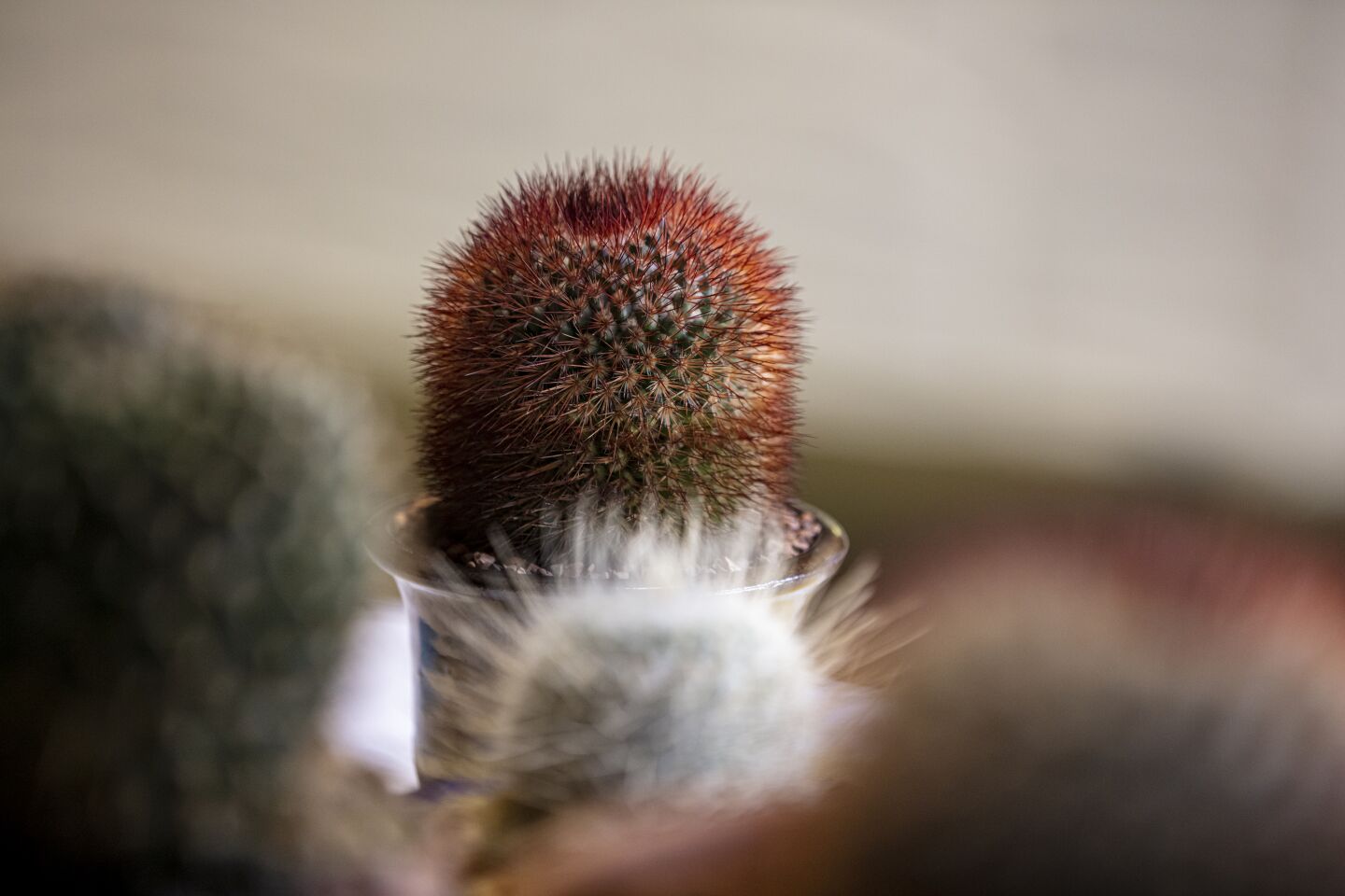 A Mammillaria spinosissima v. rubrissima entered by grower Sandy Chase of Sylmar was one of dozens of bulbous mammillaria on exhibit. This cactus from Mexico is prized for its red-tinged bristles.