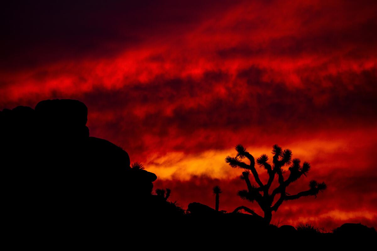 A dramatic red sunset silhouetting Joshua trees.
