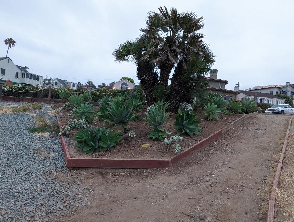 A cluster of succulents was planted recently at La Jolla Hermosa Park in Bird Rock.