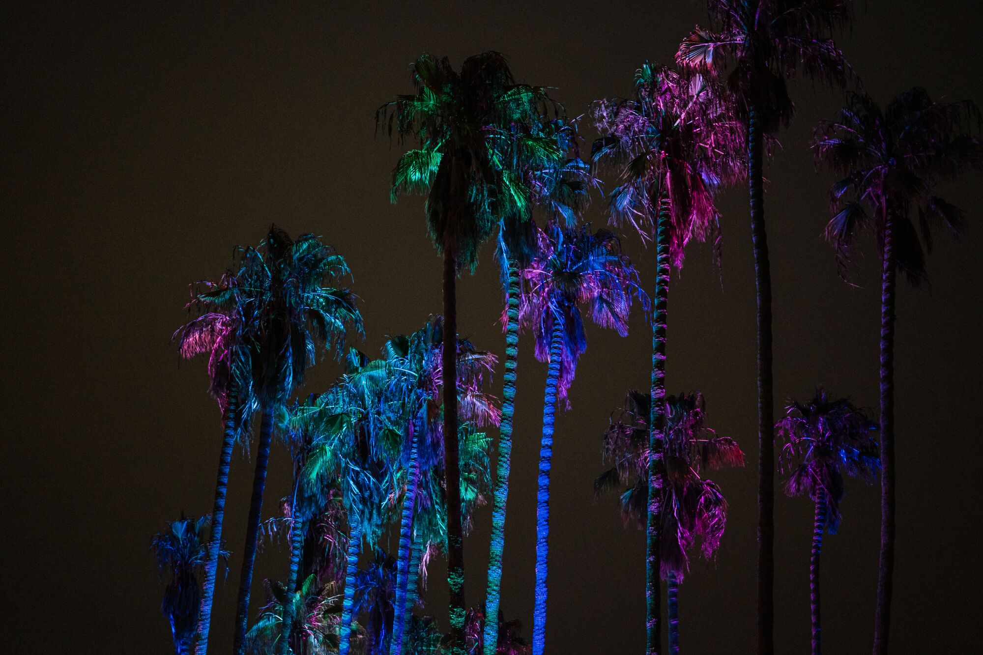 Trees lit up at night at the Ohana Festival on September 25, 2021 in Dana Point, California.