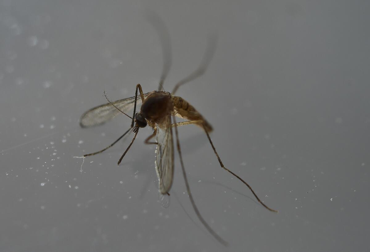 The mosquito-borne Zika virus has swept through much of Central and South America.