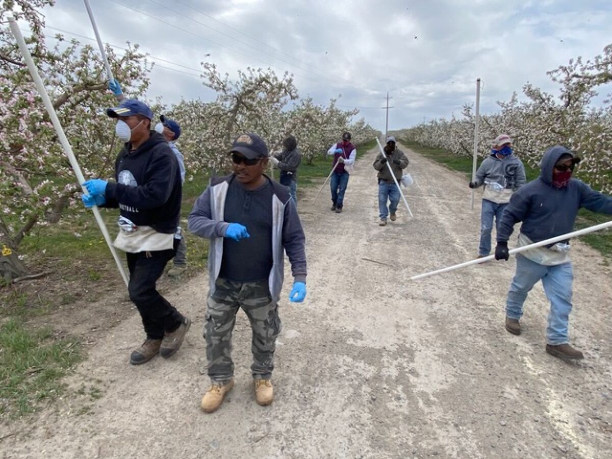 Farmworkers in an apple orchard in Washington's Yakima Valley, where growers say that coronavirus regulations could hurt their businesses, leading to price hikes and shortages.