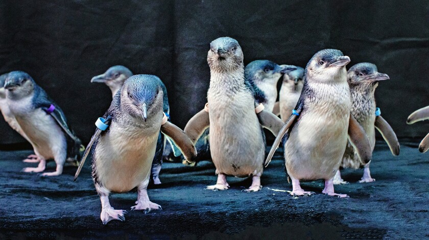 Birch Aquarium in La Jolla soon will be home to an exhibit of little blue penguins, which are barely a foot tall.