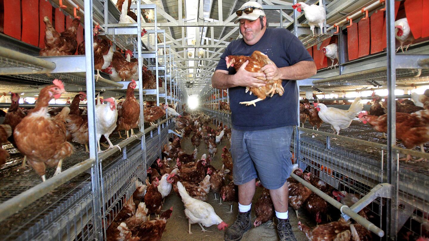 Hilliker manages his cage-free flock.