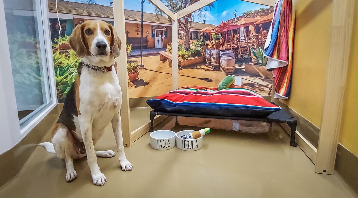 A dog relaxes in the Old Town room at The Dog Society on Monday, June 7, 2021 in San Diego.