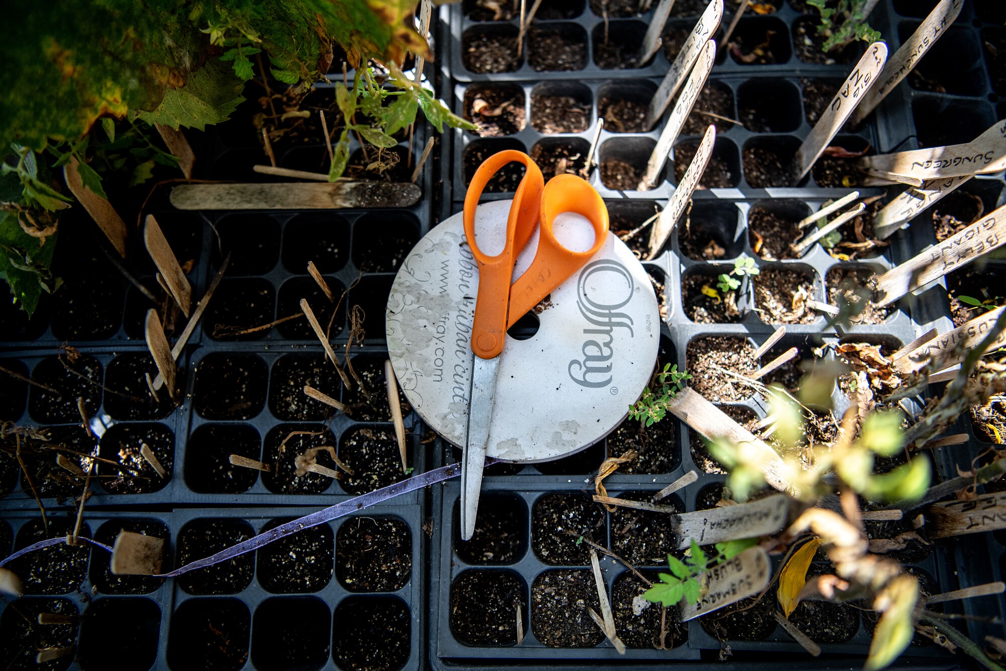 A pair of scissors sits among plants