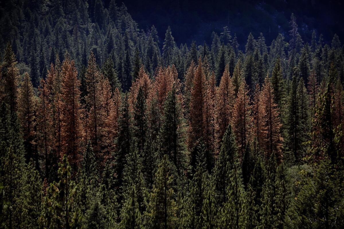 Dying trees can be seen in the Yosemite forest on Aug. 15, 2015. (Barbara Davidson / Los Angeles Times)