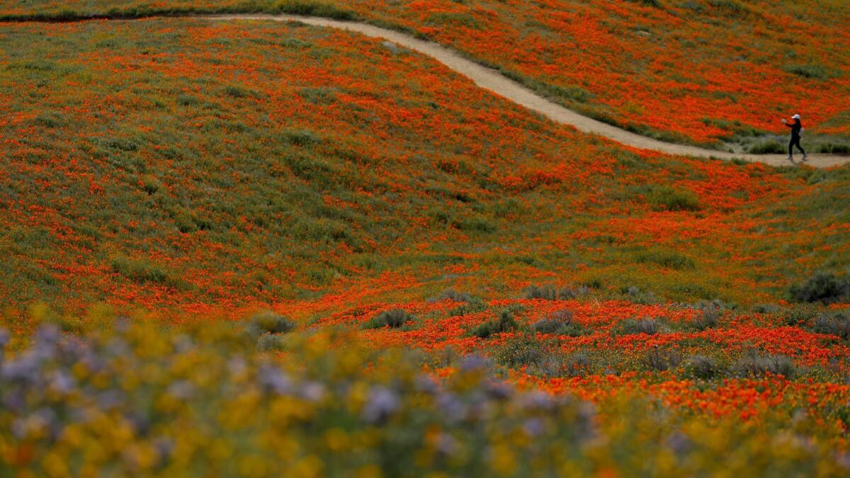 Poppies may continue to bloom for another month at the Antelope Valley California Poppy Reserve in Lancaster. In this photo, a visitor Tuesday explores a trail at the reserve.