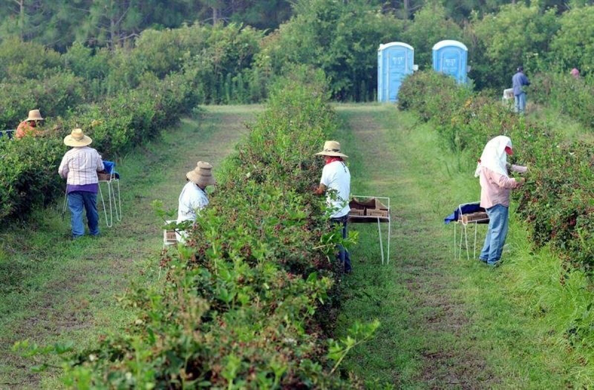 Migrant seasonal farmworkers pick blackberries at Paulk Farms & Vineyards in Wray, Ga.