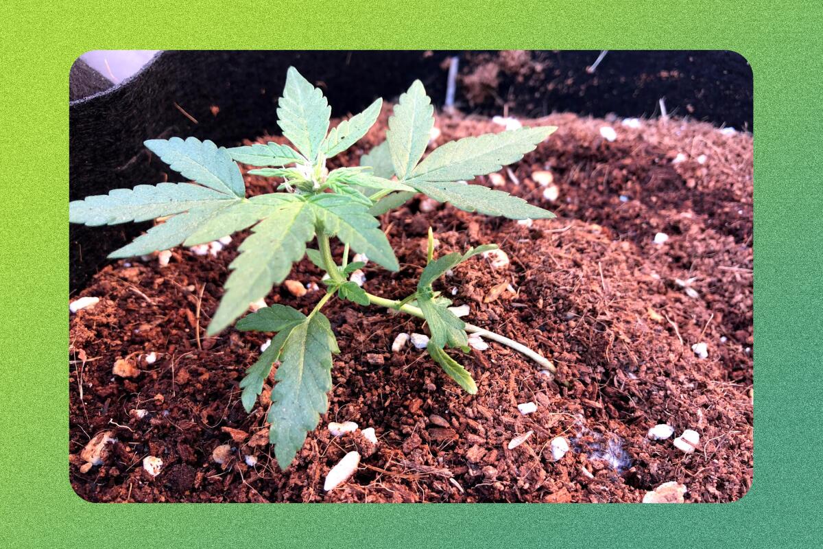A small marijuana plant emerges from soil.