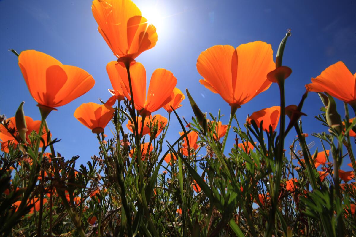 California poppies bloomed in Chino Hills State Park in April.
