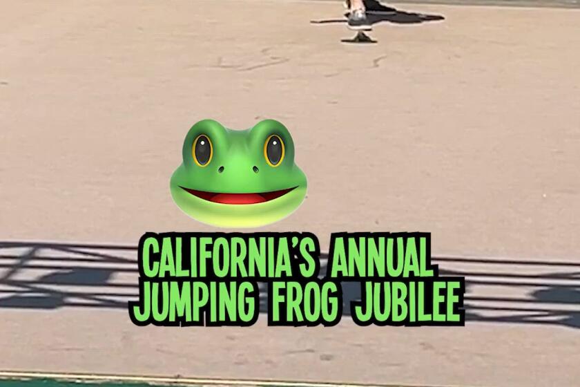 Man stands behind a frog and screams while the frog jumps