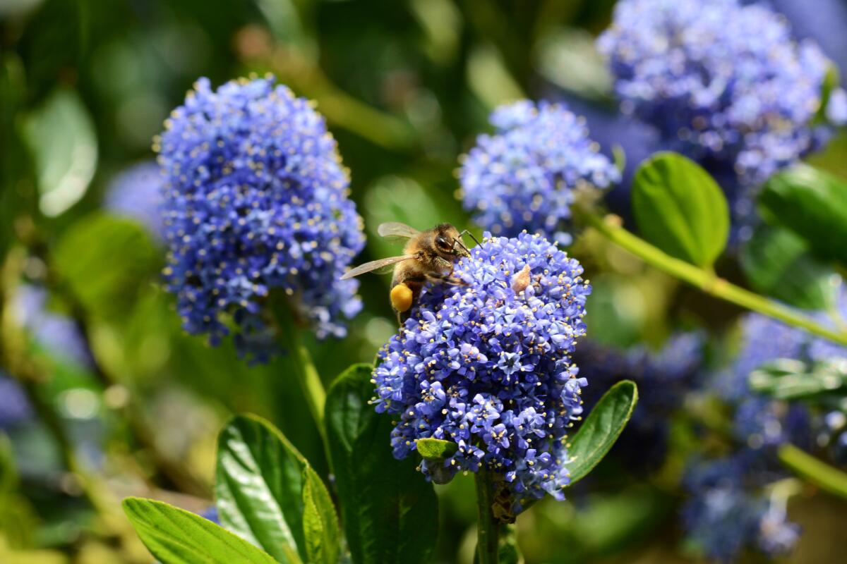 A honeybee collects pollen from blue Ceanothus flowers (California lilac).