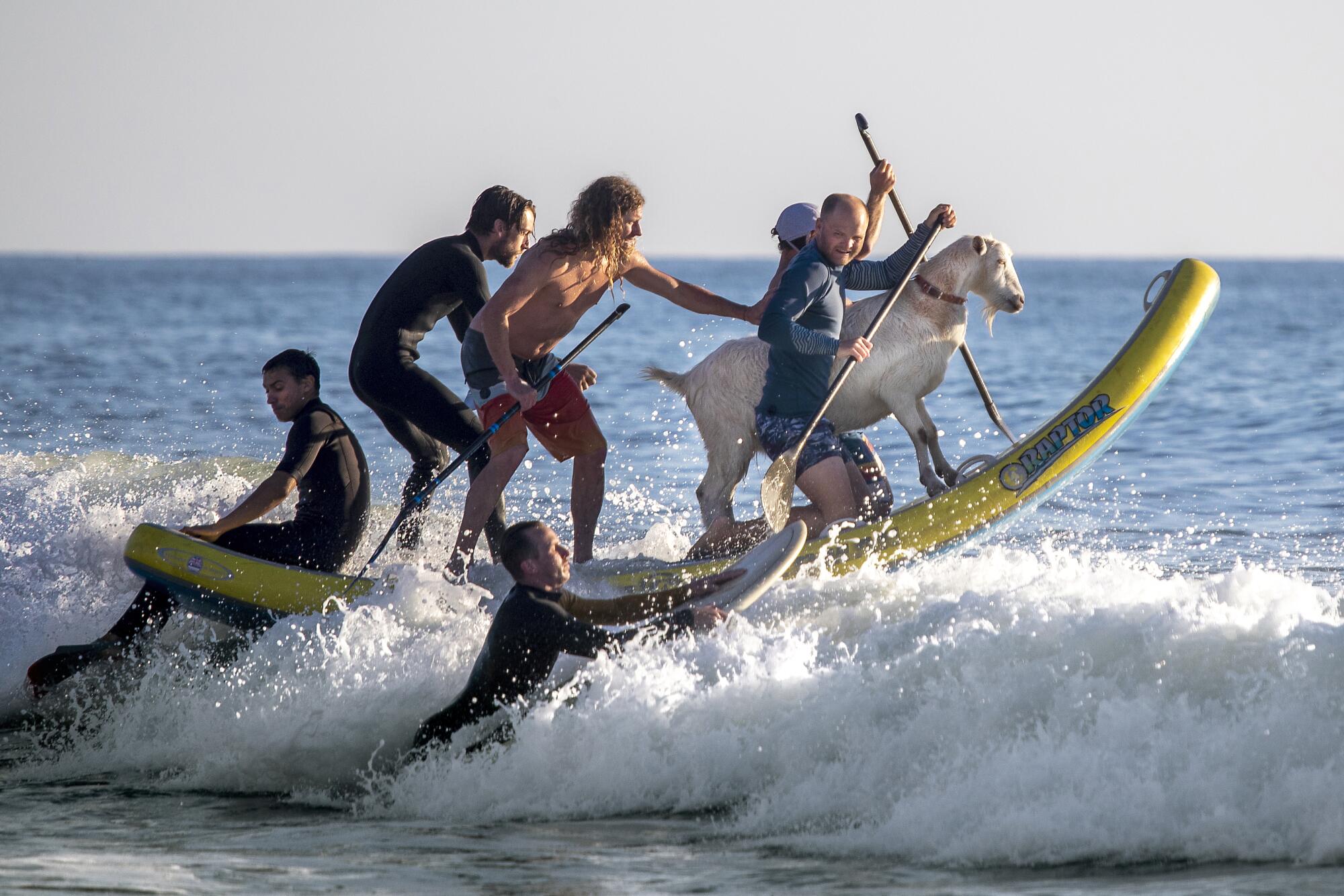Dana McGregor, left front, owner of the Surfing Goats of Pismo Beach, and others surf with a goat named Pismo the Kid