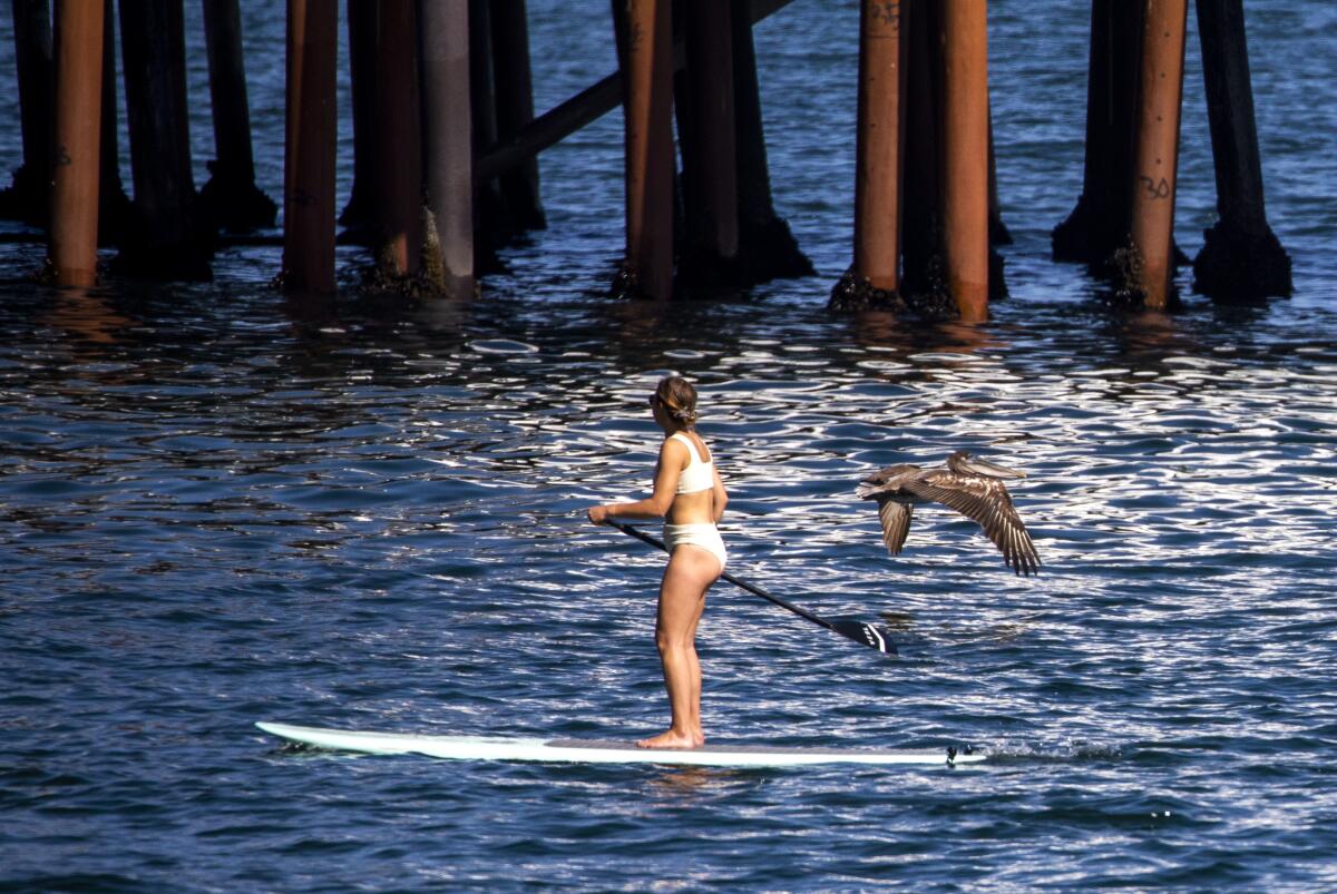 April 5 photo of brown pelicans gliding by a paddle boarder at Surfrider Beach in Malibu.