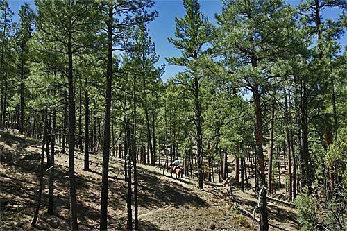 Gila Wilderness