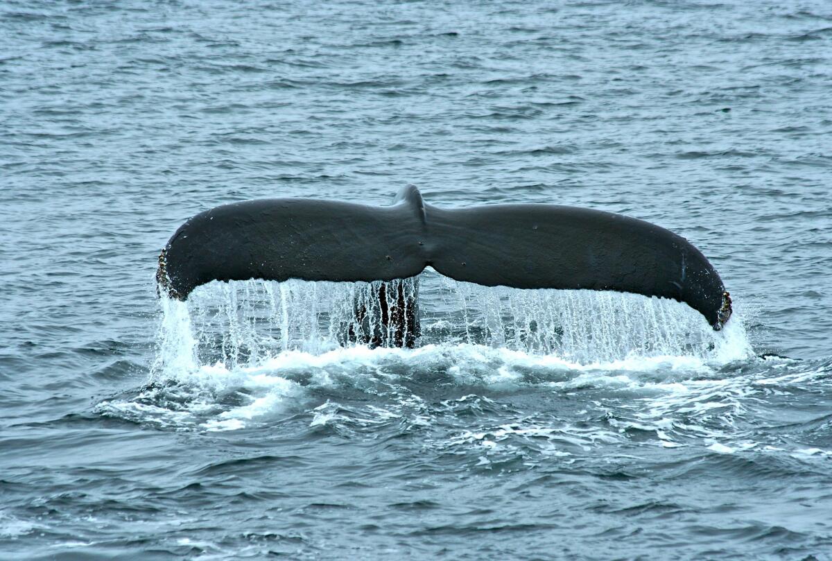 A humpback whale reveals its fluke during a dive close to the Condor Express, which runs daily trips to the outer Santa Barbara Channel to view humpback and blue whales.