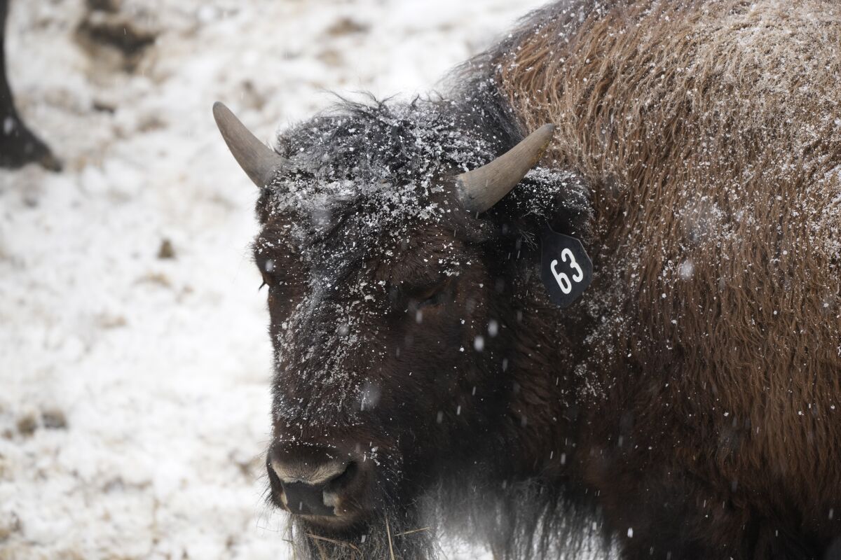 A bison is covered in snow. 