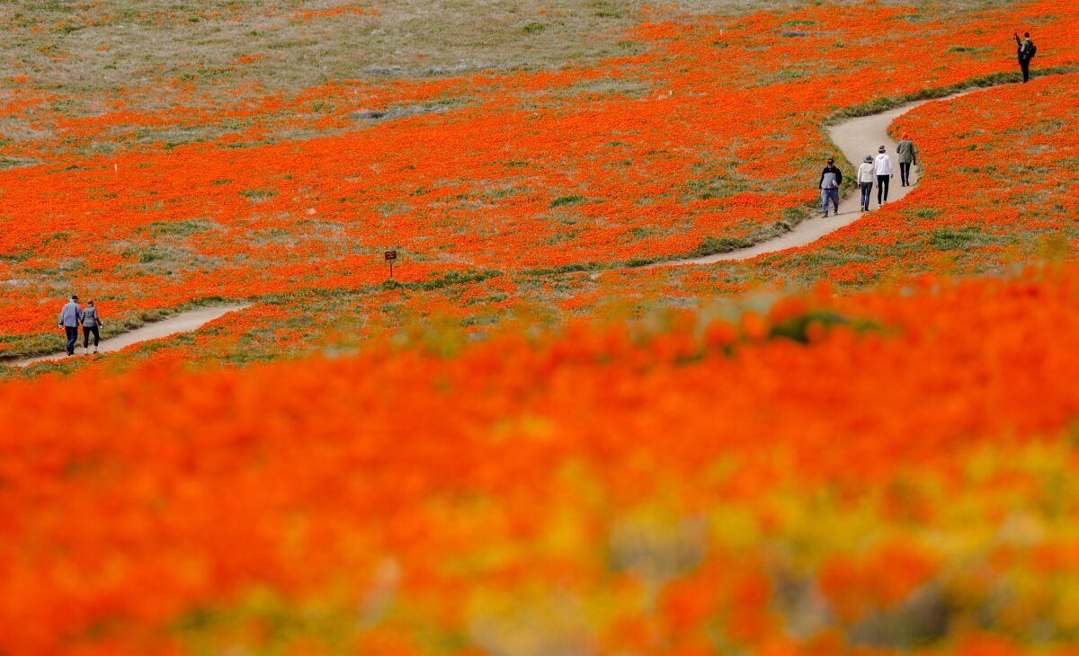Lancaster, CA March 26, 2019: Visitors walk on a meandering path through fields of California Poppies in the Antelope Valley 