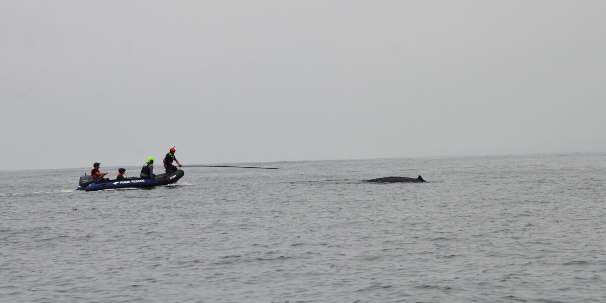 A crew from the National Oceanic and Atmospheric Administration frees a humpback whale from fishing equipment.