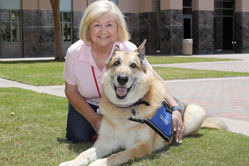 Certified therapy dog Baxter, a 10-year-old German Shepard rescue, with owner and handler Cheryl Timmons pose for a portrait at Lamoreaux Justice Center in Orange. Since October 2018 Baxter is therapy dog working with local female juveniles in Grace Court.