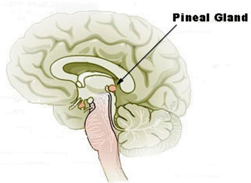 Pineal Gland 4286