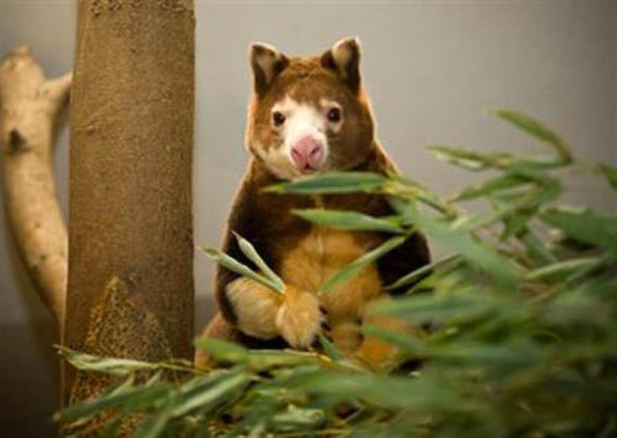 This photo released by the Lincoln Children's Zoo, shows Milla, a Matschie's tree kangaroo, on Tuesday, Jan. 6, 2009 in Lincoln, Neb.