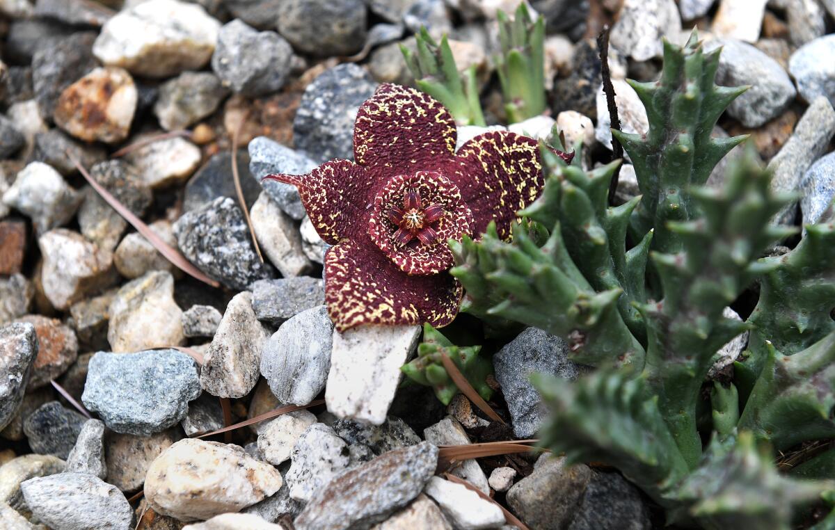 A stapelia starfish flower in bloom.