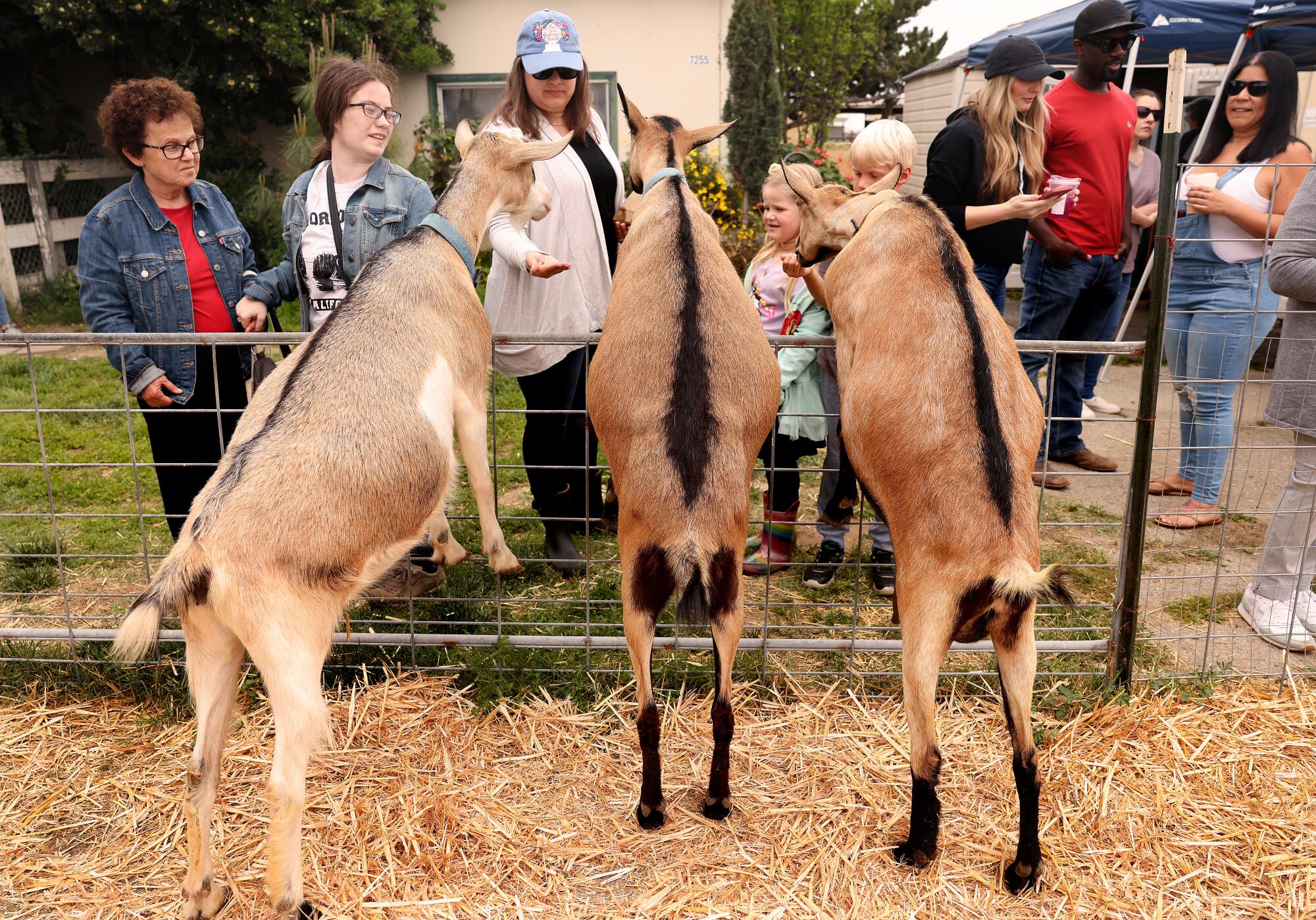  Three goats stand on their hind legs to receive treats from farm visitors.