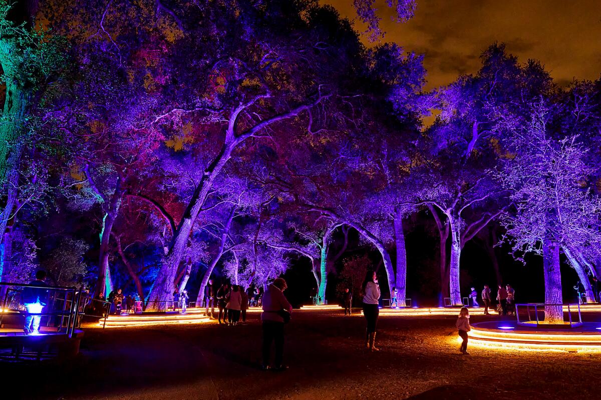People walk at night among tall trees lighted purple, green and red. 
