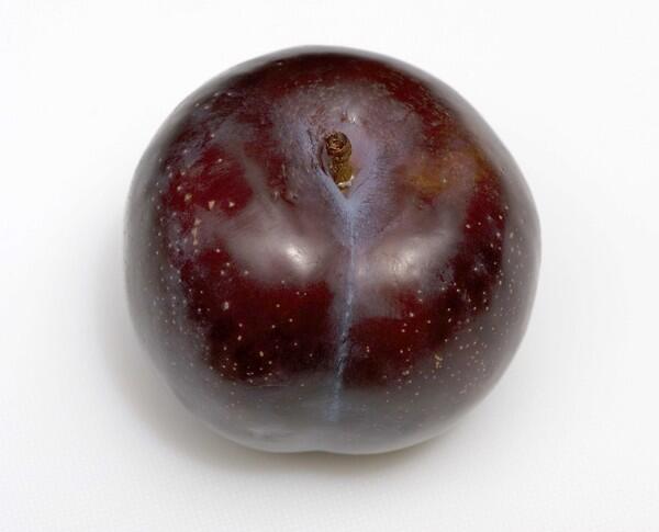 A standard plum