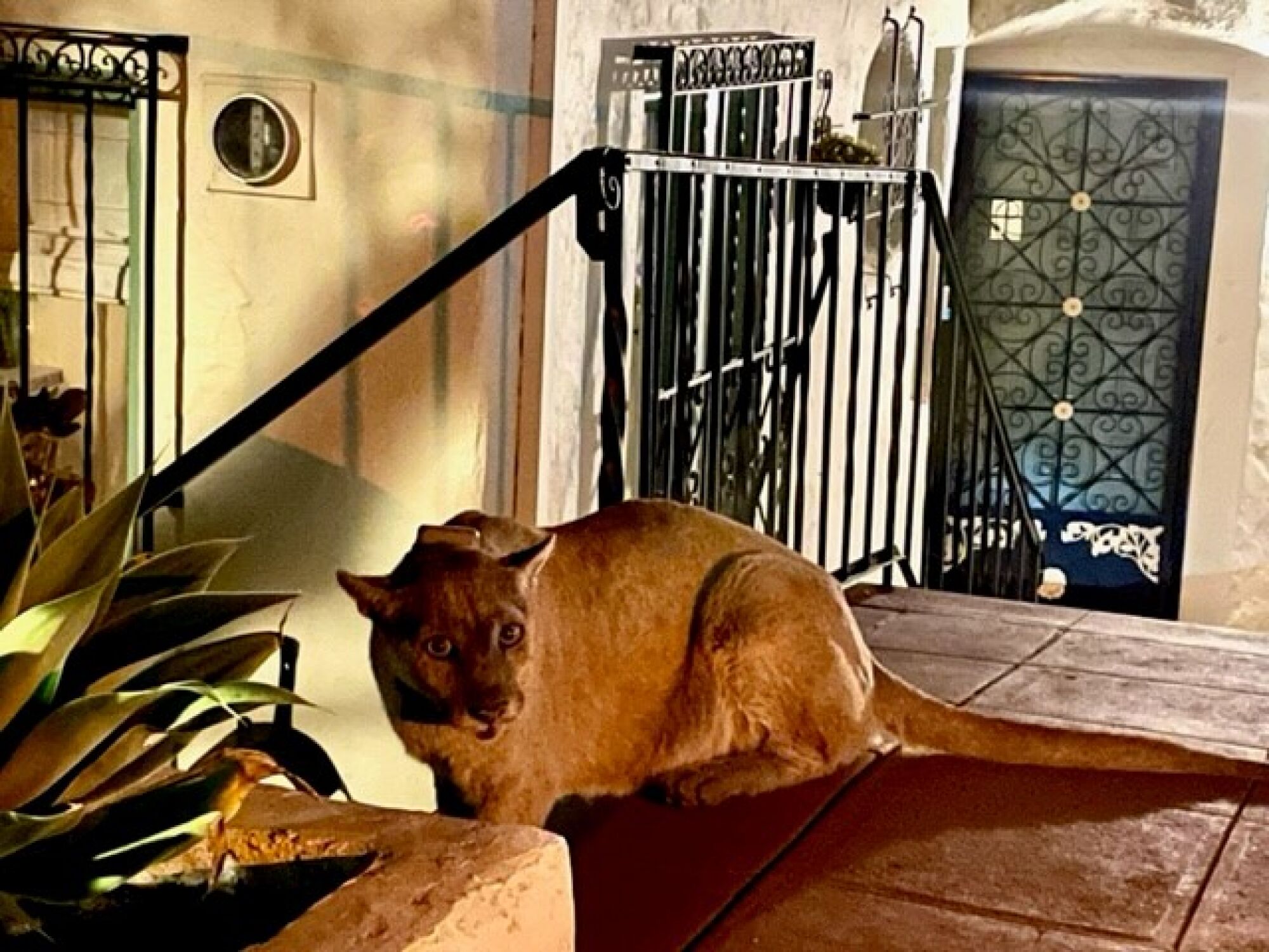 A mountain lion sitting outside of a home