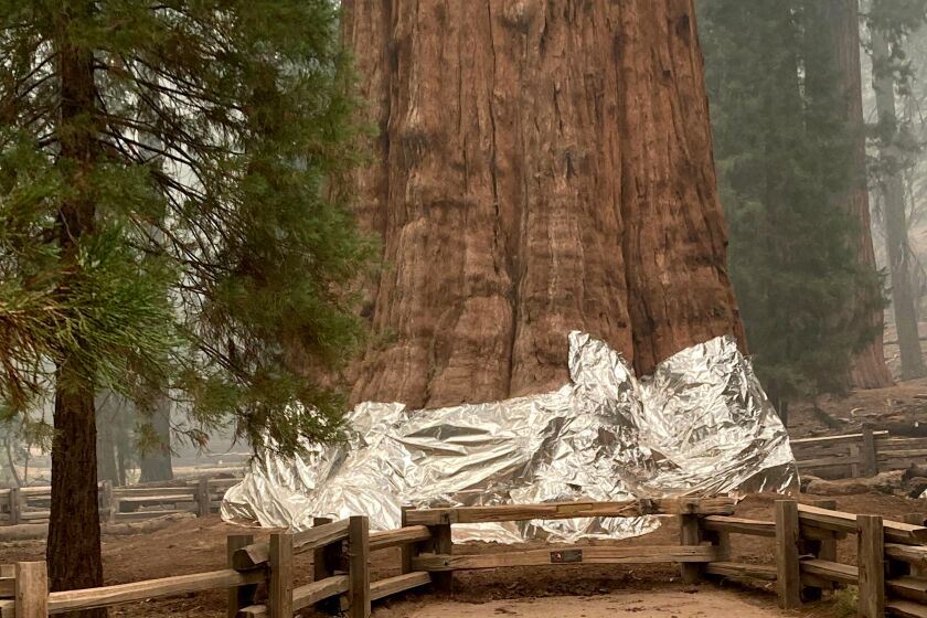 The General Sherman tree, located in the Giant Forest of Sequoia National Park, has its’ base wrapped in fire resistant material to protect it.