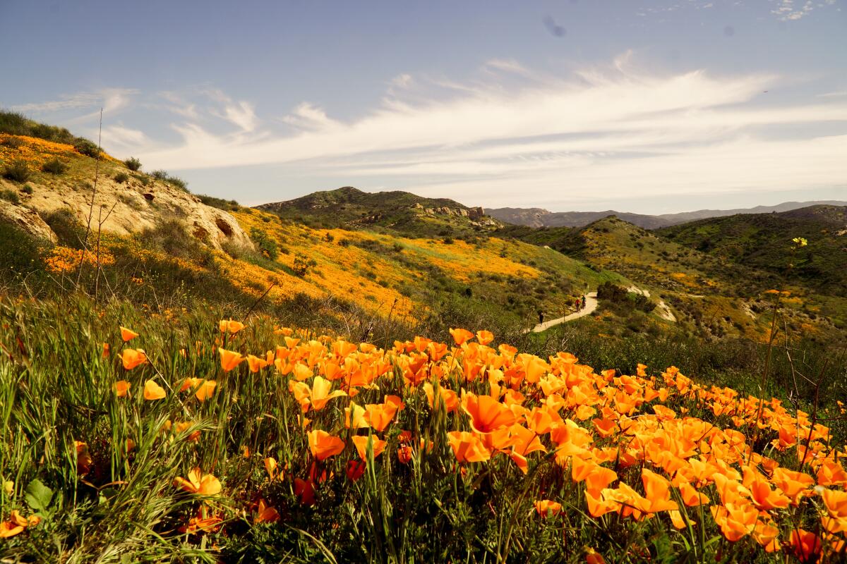 orange wildflowers in the foreground of a photo of hills 