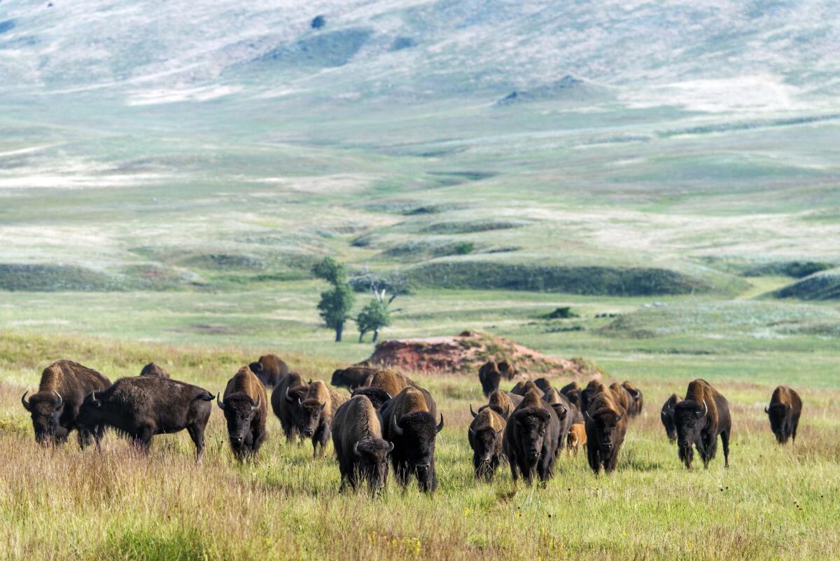 Just 30 miles from Jewel Cave, Wind Cave National Park features the sixth-longest documented cave on Earth, with 145 miles of passages. Above the cave, the park’s nearly 500 bison graze in the straw-colored grasslands. (Mark Newman / Getty Images/Perspectives) More photos