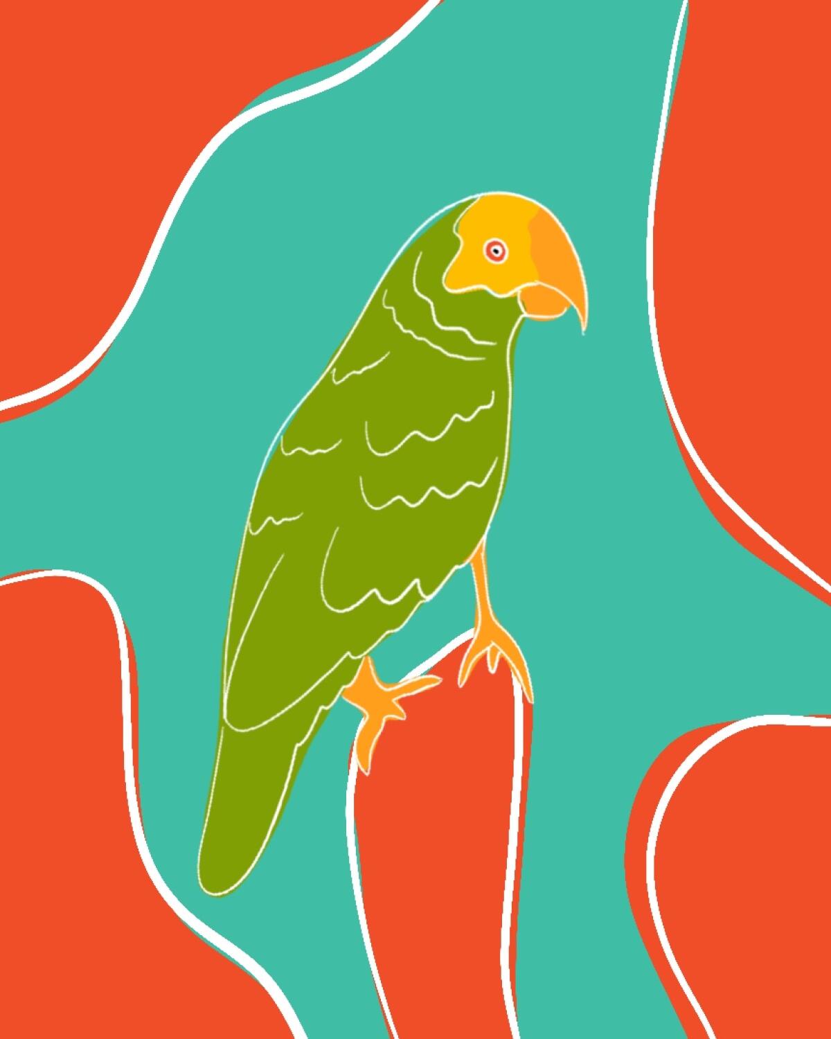 Illustration of yellow-shouldered Amazon parrot