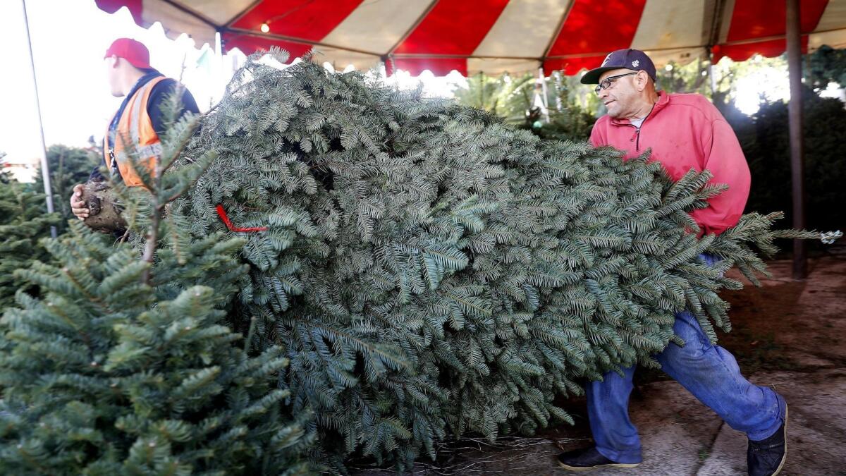 Mikal Sweeting, left, and Aquino Manases carry a tree for a customer at Todd's Christmas Trees in Long Beach.