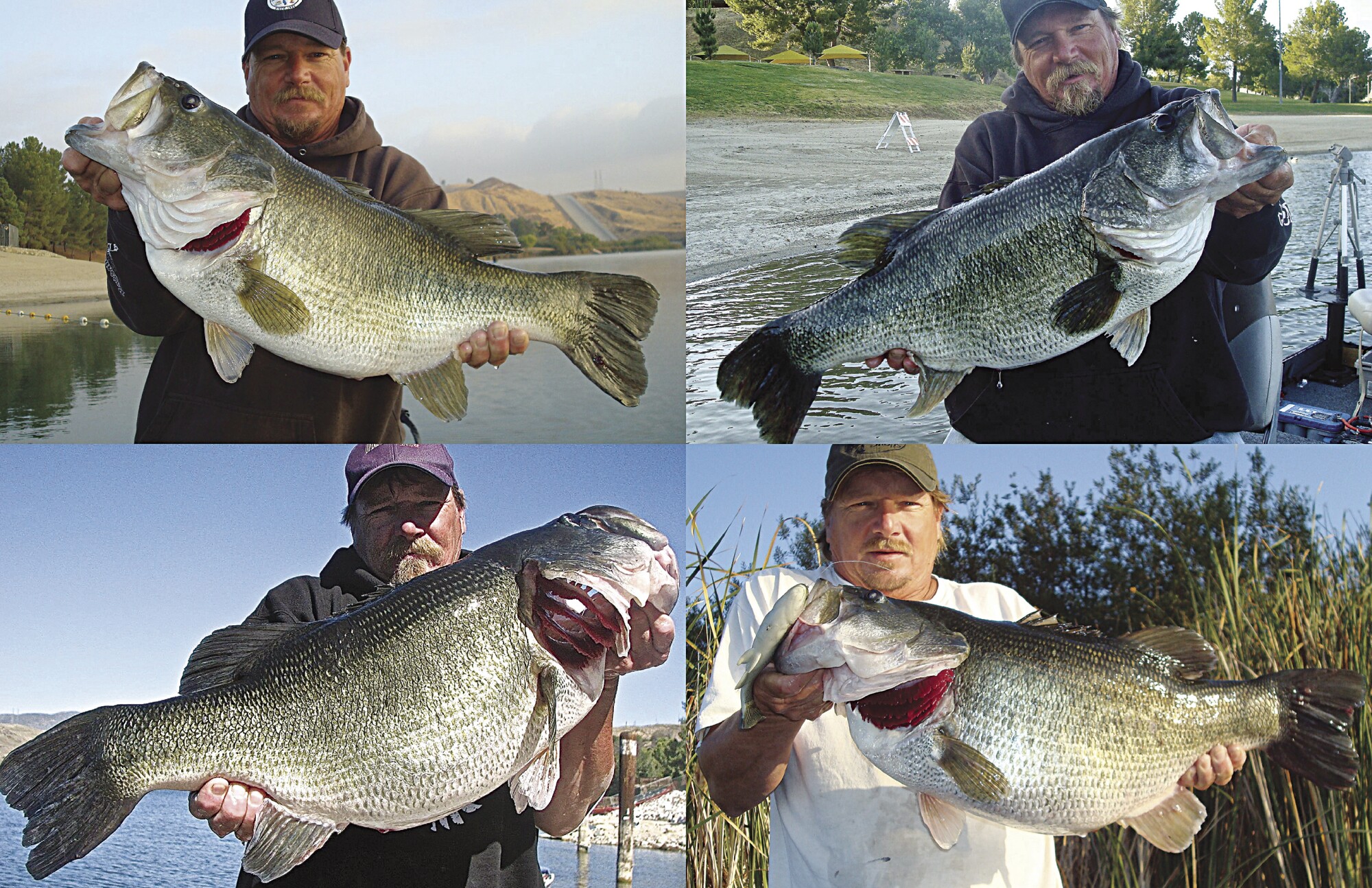 Butch Brown "teener" largemouth bass weighing clockwise: 14.12lbs, 15.1lbs., 15.4lbs. and 16.4 lbs. 