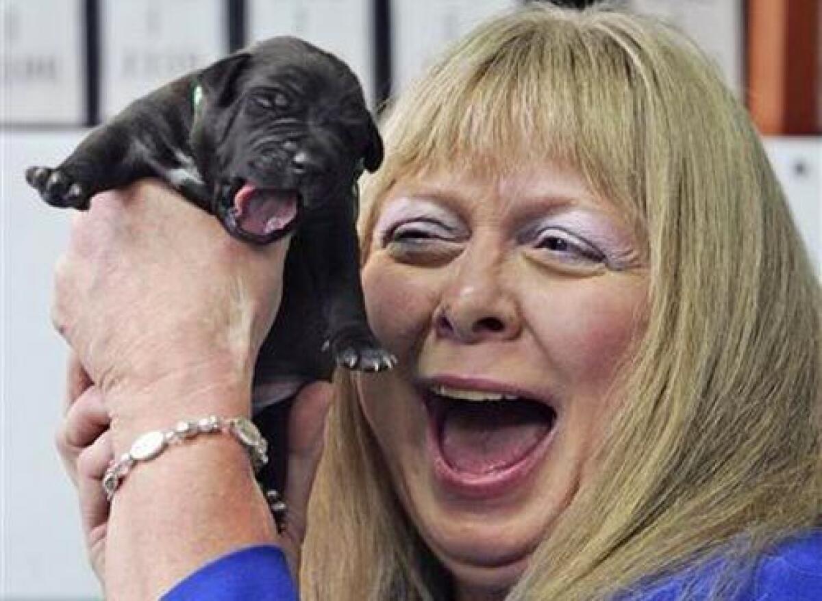 Bernann McKinney from the U.S. holds one of five cloned pitbull pupies during her first meeting with them at the Seoul National University Hospital for Animals in Seoul, South Korea, today.