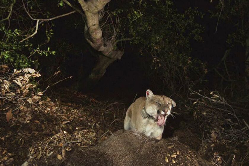 FILE - This Nov. 2014 file photo provided by the National Park Service shows a newly released image of the Griffith Park mountain lion known as P-22. The mountain lion that's a local celebrity has moved in under a Los Angeles home, and despite wildlife workers using a prod and firing tennis balls and bean bags at it, it appears unwilling to move. The animal, which has a red ear tag, is known as P-22 and normally lives in nearby Griffith Park. P-22 arrived in the area several years ago from the Santa Monica Mountains and crossed two freeways to get there. P-22, will be captured and given a health examination after he killed a dog that was being walked in the Hollywood Hills. The state Department of Fish and Game says P-22's behavior has changed and he "may be exhibiting signs of distress." (National Park Service via AP, File)