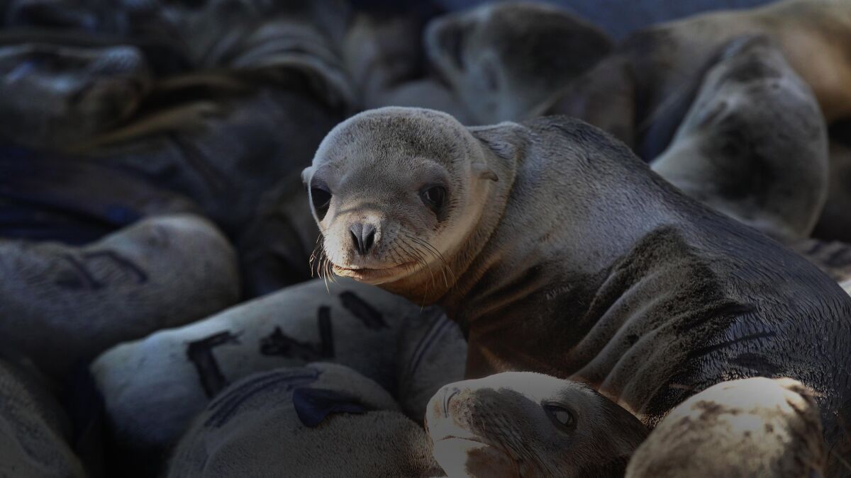 Experto: Leones marinos en video de San Diego no perseguían a personas -  San Diego Union-Tribune en Español